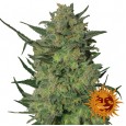 LSD - Barney's Farm